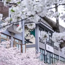 都江堰市步行街 - 成都市旅游 缩略图 9