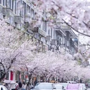 都江堰市步行街 - 成都市旅游 缩略图 7