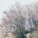 云龟山景区 - 重庆市旅游 缩略图 3