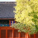 智化寺 - 北京市旅游 缩略图 5
