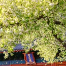 智化寺 - 北京市旅游 缩略图 2