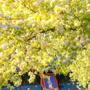 智化寺 - 北京市旅游 缩略图 9