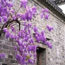 老门东 - 南京市旅游 缩略图 1