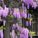 老门东 - 南京市旅游 缩略图 4