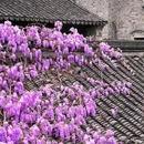 老门东 - 南京市旅游 缩略图 5