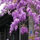 老门东 - 南京市旅游 缩略图 7
