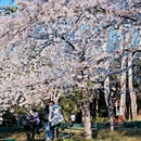 玉渊潭公园 - 北京市旅游 缩略图 1