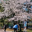 玉渊潭公园 - 北京市旅游 缩略图 5