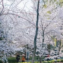 玉渊潭公园 - 北京市旅游 缩略图 9