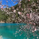 九寨沟景区 - 阿坝藏族羌族自治州旅游 缩略图 5
