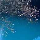 九寨沟景区 - 阿坝藏族羌族自治州旅游 缩略图 2