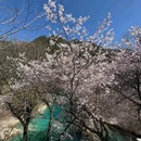 九寨沟景区 - 阿坝藏族羌族自治州旅游 缩略图 8