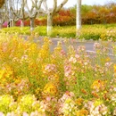 江苏省农业科学院植物保护研究所 - 南京市旅游 缩略图 1