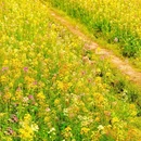 江苏省农业科学院植物保护研究所 - 南京市旅游 缩略图 3