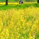 江苏省农业科学院植物保护研究所 - 南京市旅游 缩略图 7