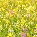 江苏省农业科学院植物保护研究所 - 南京市旅游 缩略图 6