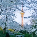 玉渊潭公园 - 北京市旅游 缩略图 5