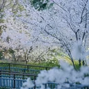 玉渊潭公园 - 北京市旅游 缩略图 7