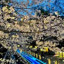 玄武湖景区 - 南京旅游 缩略图 2