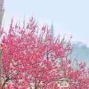 白堤 - 杭州旅游 缩略图 3