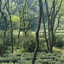十里琅珰 - 杭州旅游 缩略图 5
