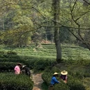 十里琅珰 - 杭州旅游 缩略图 8