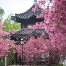 莫愁湖公园-莫愁女 - 南京市旅游 缩略图 1
