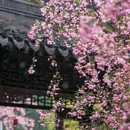 莫愁湖公园-莫愁女 - 南京市旅游 缩略图 8