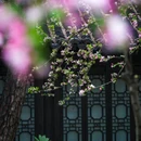 莫愁湖公园-莫愁女 - 南京市旅游 缩略图 9