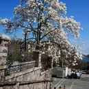 金口一路与鱼山支路交叉口 - 青岛市旅游 缩略图 8
