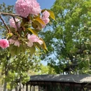 六尺巷 - 安庆旅游 缩略图 8