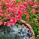 新昌韩妃江·安岚酒店 - 绍兴市旅游 缩略图 9