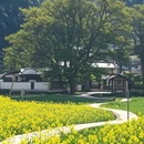 婺源江湾景区 - 上饶市旅游 缩略图 8