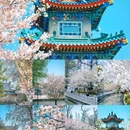 玄武湖景区 - 南京市旅游 缩略图 1