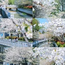 玄武湖景区 - 南京市旅游 缩略图 2