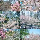 玄武湖景区 - 南京市旅游 缩略图 5