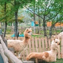 齐云山自由家营地 - 黄山市旅游 缩略图 1