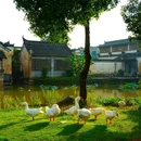 呈坎八卦村景区 - 黄山市旅游 缩略图 2