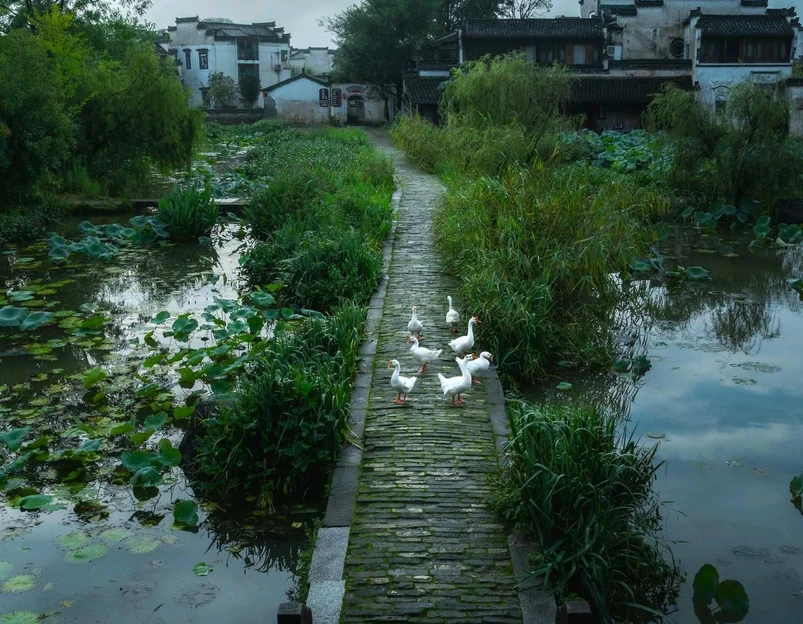 呈坎八卦村景区 - 黄山市旅游 1