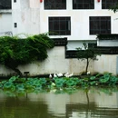 呈坎八卦村景区 - 黄山市旅游 缩略图 8