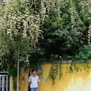 颐和路 - 南京市旅游 缩略图 5