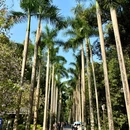 华南国家植物园 - 广州旅游 缩略图 5