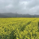 篁岭景区 - 上饶市旅游 缩略图 4