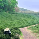 溧水区东庐山观音寺西桃园 - 南京市旅游 缩略图 8