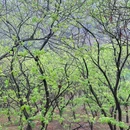 溧水区东庐山观音寺西桃园 - 南京市旅游 缩略图 9