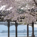 古鸡鸣寺 - 南京市旅游 缩略图 5