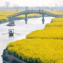 千垛菜花风景区 - 泰州市旅游 缩略图 5