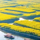 千垛菜花风景区 - 泰州市旅游 缩略图 2