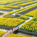 千垛菜花风景区 - 泰州市旅游 缩略图 4