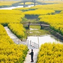 千垛菜花风景区 - 泰州市旅游 缩略图 3